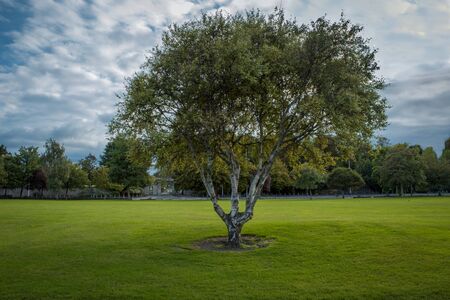 Tree in the Middle of a Green Lawnの写真素材