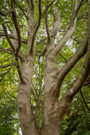 Silver Sycamore Tree Trunk into a Green Canopy