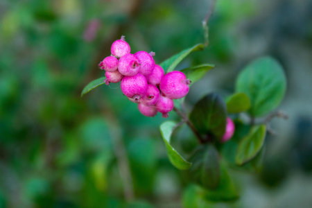 Cluster of Bright Pink Berries in the Hedge