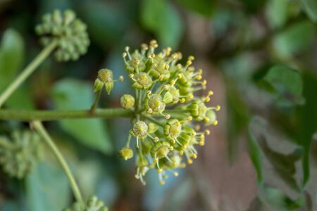 Young Ivy Buds in the Autumn Woodsの写真素材