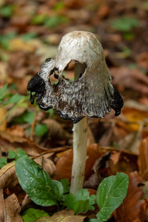 Shaggy Inkcap Mushroom in the Autumn Woodland