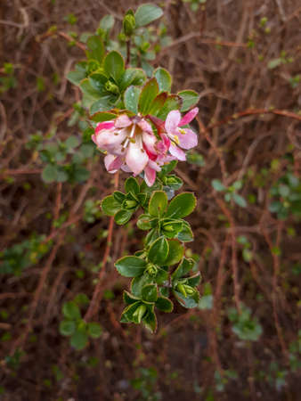 Pink Escallonia Flower with Small Green Leavesの写真素材