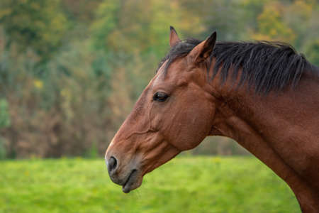 Brown Horse Head and Neck in a Fieldの写真素材