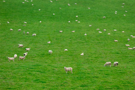 White Sheep in a Green Field Collage - Irelandの写真素材