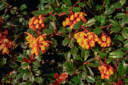 Orange Darwin's Barberry Flowers in a Hedgeの写真素材