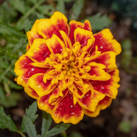Saturated Red and Amber Marigold Flower - Closeupの写真素材