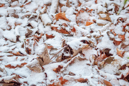 A Dusting of Snow on Autumnal Leaves, County Wicklowの写真素材