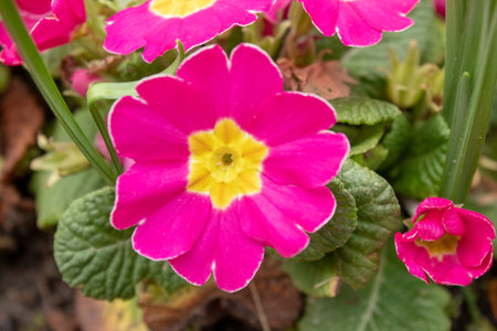 Large Pink Primrose Flower in the Gardenの写真素材