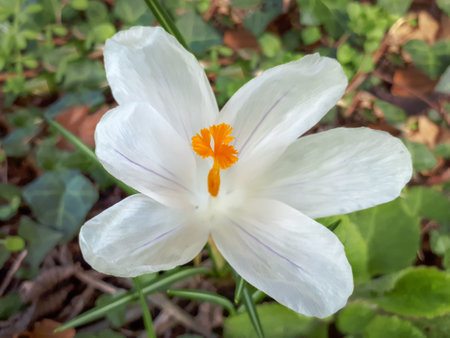 White Crocus Open in the Garden - Close upの写真素材