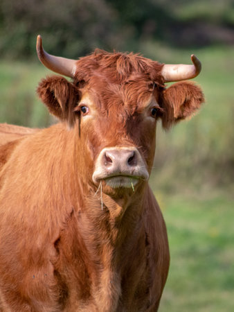 A Brown Bull in a Field - Portrait, Irelandの写真素材