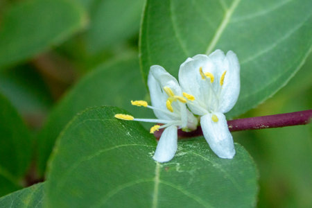 White Lonicera Honeysuckle Flower with Green Leavesの写真素材