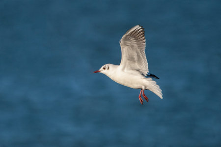 Black-Headed Gull Coming In to Land