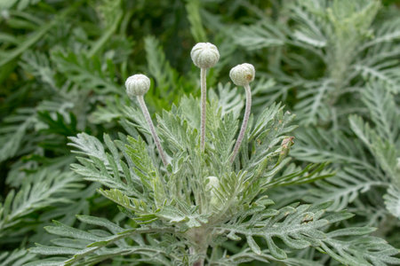 Grey / Green Plant with Round Budsの写真素材