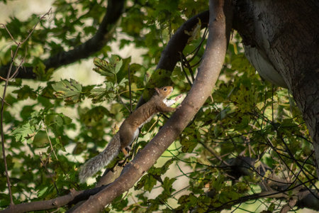 Squirrel Running Up a Branch in the Sunlight, County Wicklowの写真素材