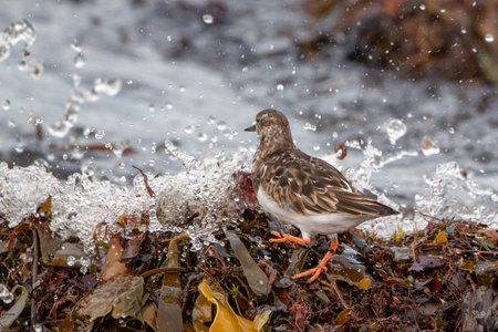 Ruddy Turnstone Heading Into the Surfの写真素材
