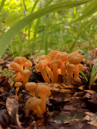 Translucent Golden Waxcap Fungi in the Woods, Irelandの写真素材
