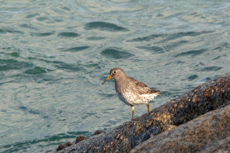 Purple Sandpiper Walking on the Rocks by the Sea, Irelandの写真素材