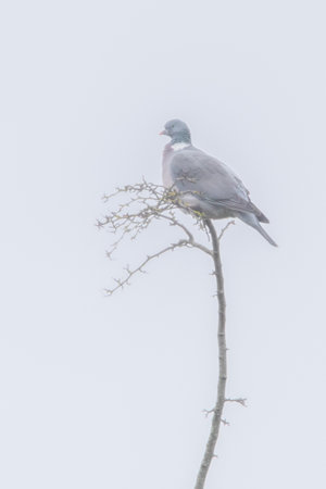 Hazey Woodpigeon on a Long Thin Branchの写真素材