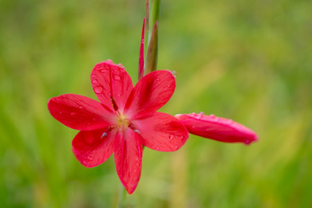 Raindrops on Red Bush Lily with Green Grassの写真素材