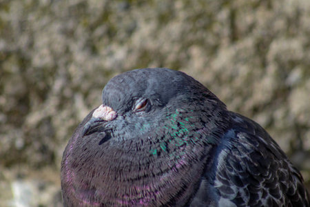 Close Up of a Pigeon in the Sunshineの写真素材
