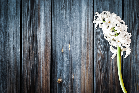 white hyacinth on a background of blue boardsの写真素材