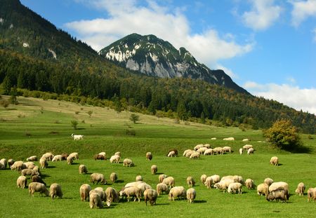 Rural landscape with sheeps in Carpathian mountainsの写真素材