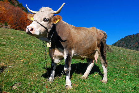 Farm cow in outdoor landscape