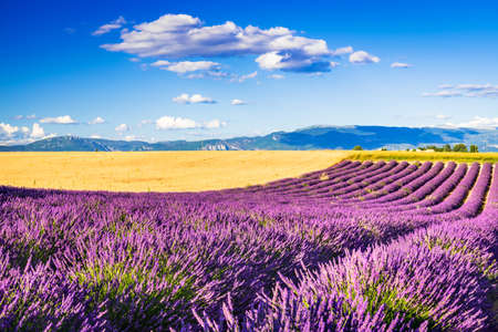 Provence, France. Lavender field summer sunset landscape, famous Valensole Plateau.の写真素材