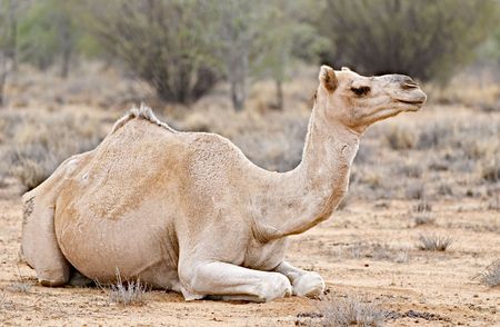 One of the more than 200.000 camels that were set free in the Australian desert after rail transportation became available.の写真素材