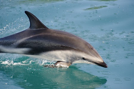 Dusky Dolphin playing along the Kaikoura Coast.の写真素材