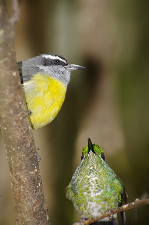 Small hummingbird and Bananaquit resting after feeding, Monteverde Area, Costa Rica.の写真素材