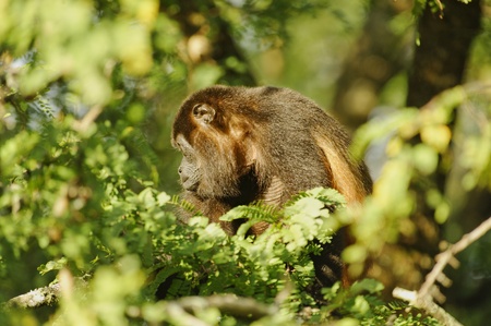 Howler Monkey in a tree at La Ensenada, Costa Rica.の写真素材