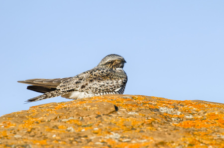 Nightjar in Red Rock Coulee, Alberta, Canadaの写真素材