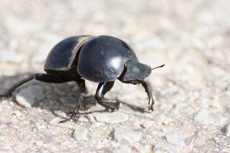 Flightless Dung Beetle, Addo Elephant National Park, Eastern Cape, South Africa