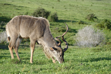 Greater Kudu, Addo Elephant National Park, Eastern Cape, South Africaの写真素材