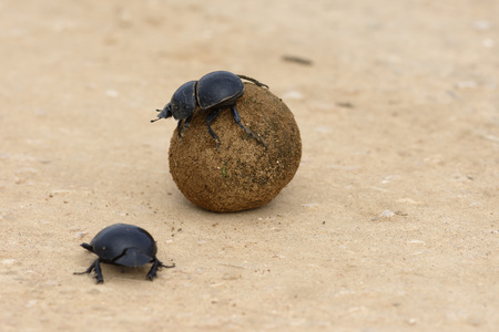 Flightless Dung Beetle, Addo Elephant National Park, Eastern Cape, South Africaの写真素材