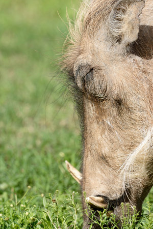Common Warthog, Addo Elephant National Park, Eastern Cape, South Africaの写真素材