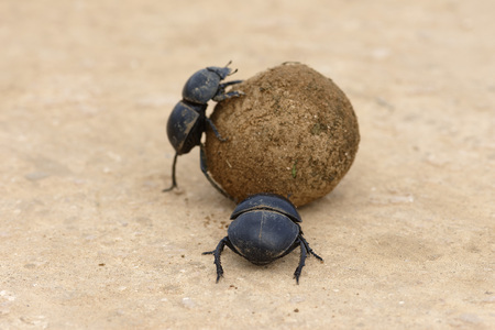 Flightless Dung Beetle, Addo Elephant National Park, Eastern Cape, South Africaの写真素材