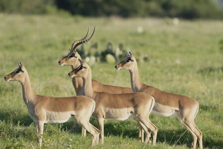 Impala, South Africaの写真素材
