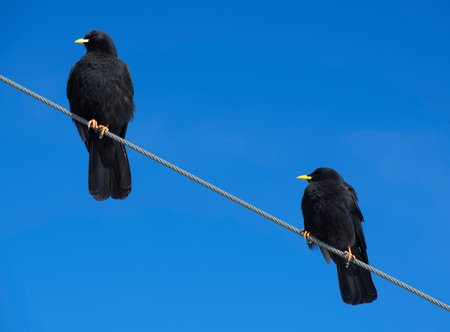 Two crows on a wire on the Jungfraujoch, Bernese Alps, Switzerland