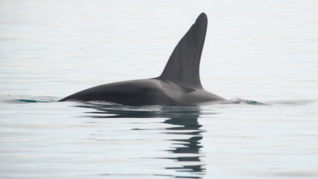 Orca, Grundarfjordur, Iceland