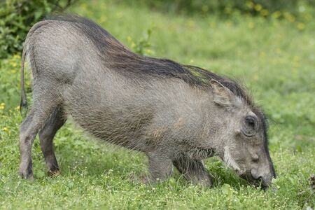 Common Warthog, Addo Elephant National Park, Eastern Cape, South Africaの写真素材