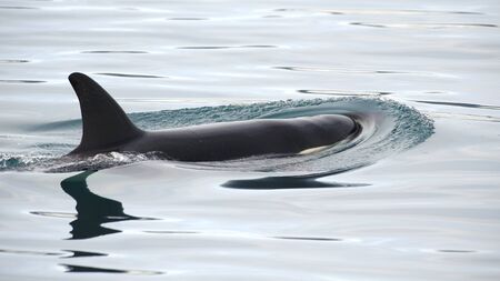 Orca, Grundarfjordur, Icelandの写真素材