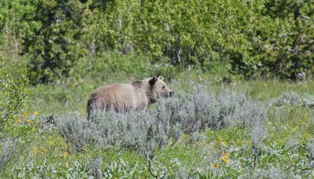 Grizzly, Grand Teton National Park, Wyoming, USAの写真素材