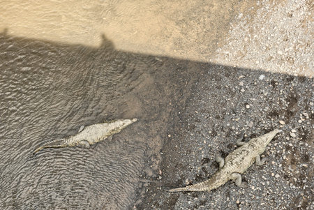 American Crocodiles, Tarcoles River, Costa Rica