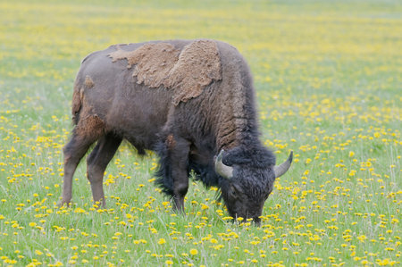 Bison in Antelope Flats, Grand Teton National Park