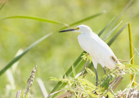 Snowy Egret in Palo Verde National Park, Costa Ricaの写真素材