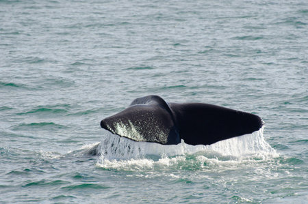 Sperm whale diving in Kaikoura Coast, South Island, New Zealand