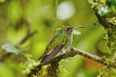 Green-crowned Brilliant Hummingbird in La Paz Waterfall Gardens, Costa Ricaの写真素材