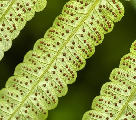 Fern leaf details, Esquinas Rain Forest, Costa Ricaの写真素材